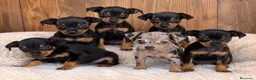 Pinscher Miniatura perros en venta: CAMADA DISPONIBLE DE MINI PINSCHER ✨🐾 - Anuncio 1