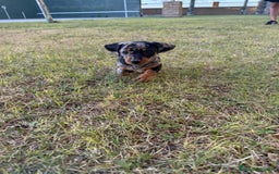 Teckel Miniatura perros en venta: TECKEL CHOCOLATE MINI - Imagen 2