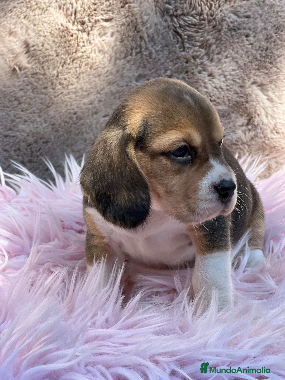 Beagle perros BEAGLE TRICOLOR DISPONIBLES - Anuncio 5