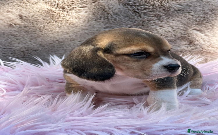 Beagle perros - Propaganda 14