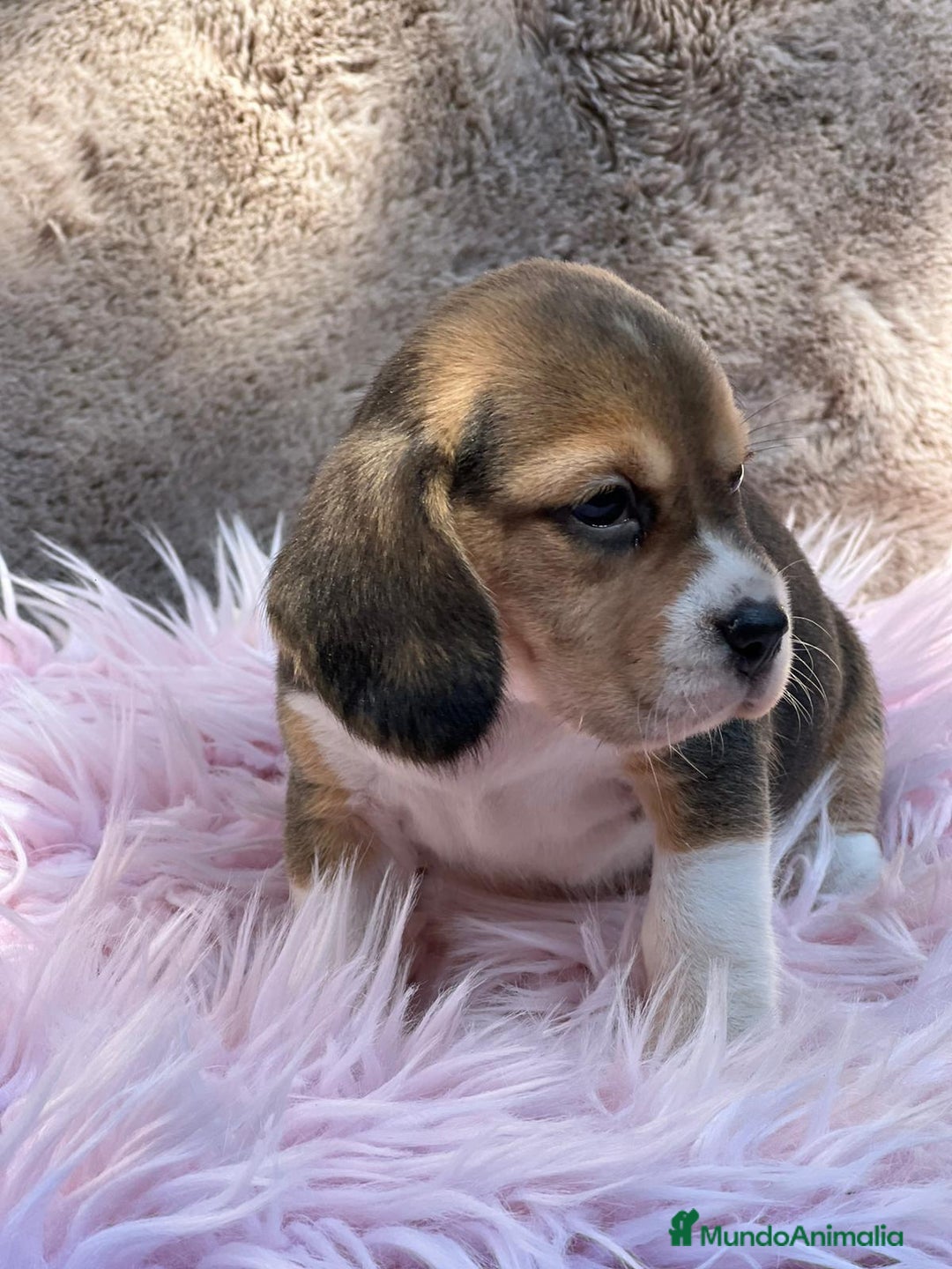 Beagle perros en venta: BEAGLE TRICOLOR DISPONIBLES - Imagen 1