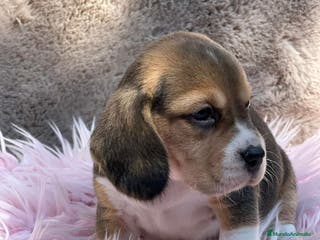 Beagle perros BEAGLE TRICOLOR DISPONIBLES - Anuncio 10