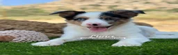 Border Collie perros en venta: BORDER COLLIE MERLE HEMBRA - Anuncio 8