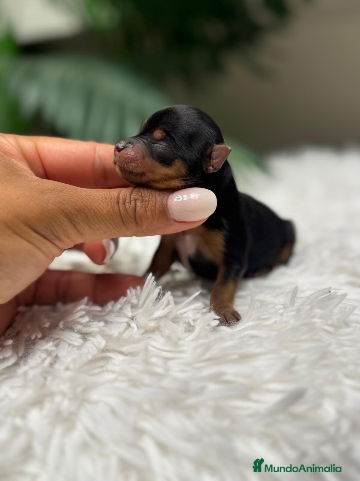Yorkshire Terrier perros en venta: YORKSHIRE TERRIER - Anuncio 1