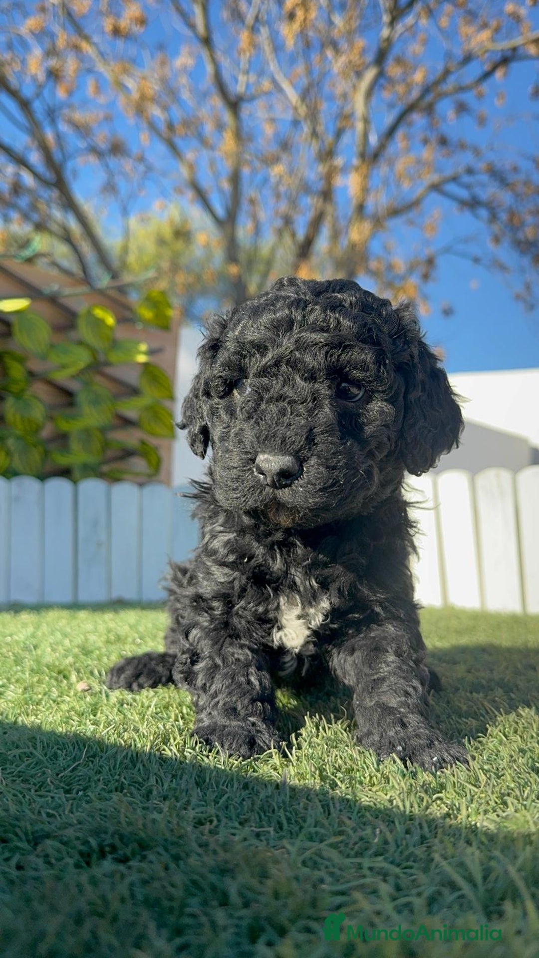 Perro de Agua Español perros en venta: PERRO DE AGUA ESPAÑOL HEMBRA - Anuncio 5