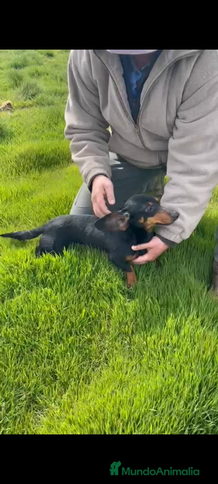 Teckel Miniatura perros Hembra de teckel mini - Anuncio 1