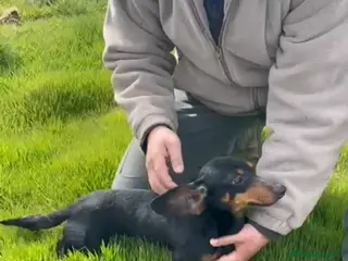 Teckel Miniatura perros Hembra de teckel mini - Anuncio 1