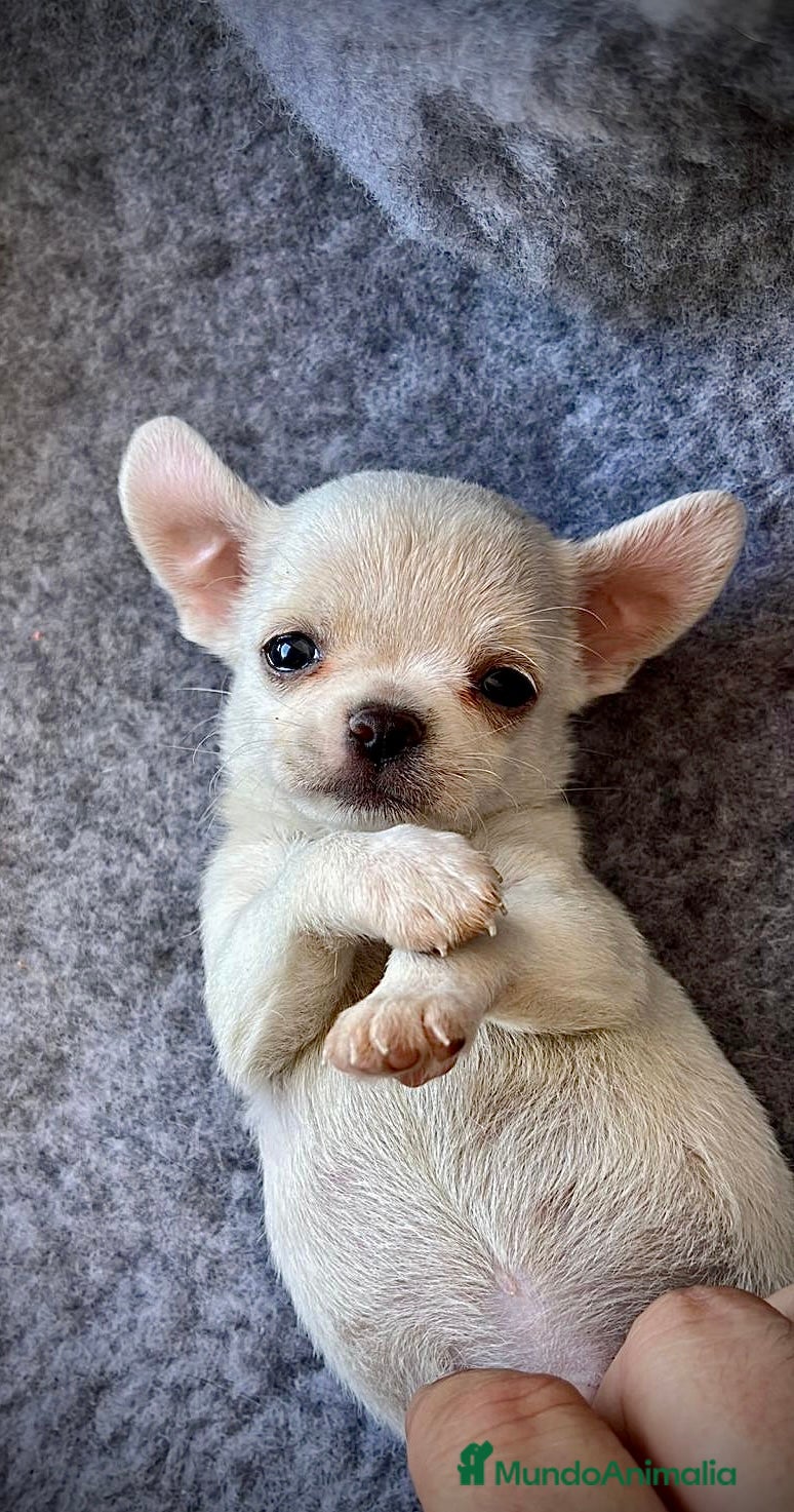 Chihuahua perros CHIHUAHUAS MACHO Y HEMBRA - Anuncio 32