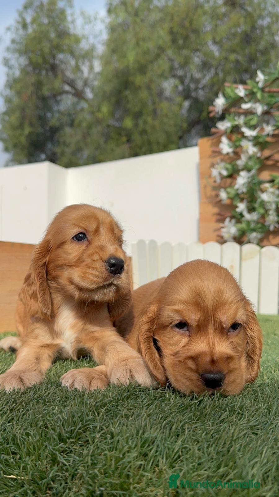 Cocker Spaniel Inglés perros COCKER SPANIEL INGLÉS  - Anuncio 1