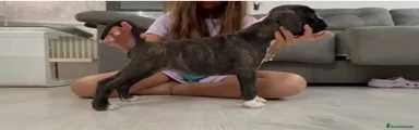 Boxer 1