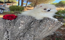 Pomerania perros en venta: Pomerania Hembra fotos actuales  - Imagen 4