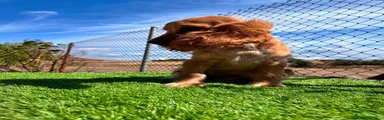 Cocker Spaniel Inglés 1
