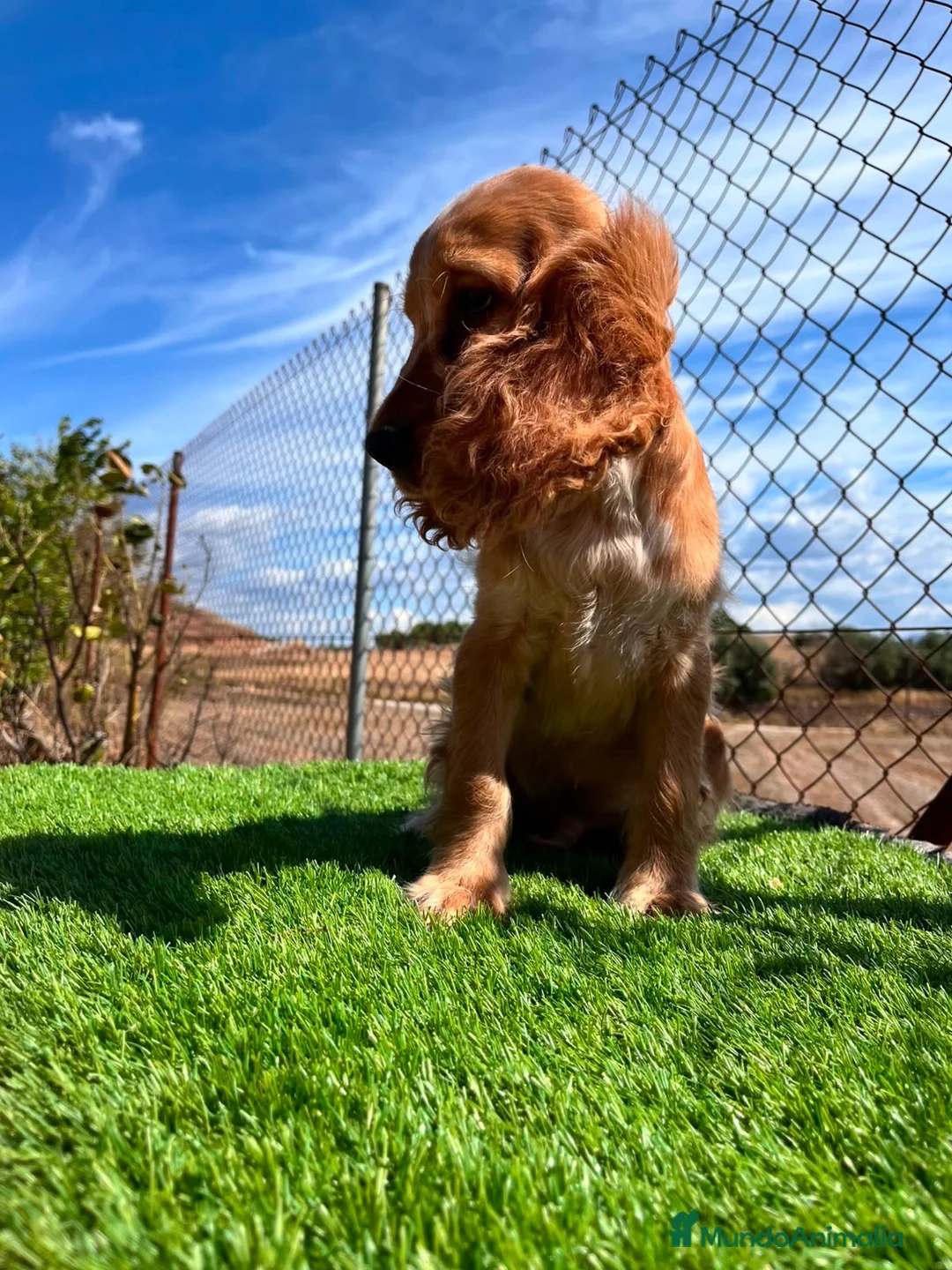 Cocker Spaniel Inglés perros en venta: Cocker inglés dorado - Anuncio 2