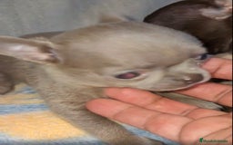 Chihuahua perros en venta: HEMBRAS CHIHUAHUA  - Imagen 4