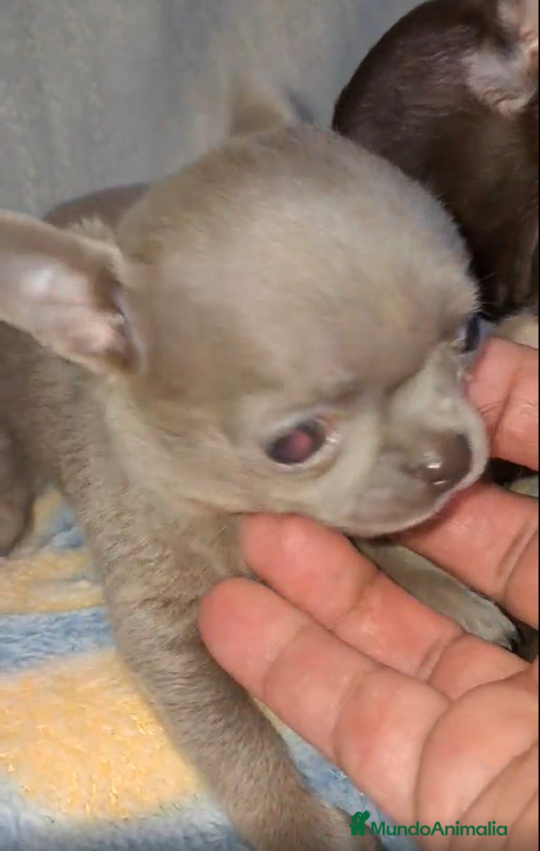 Chihuahua perros en venta: HEMBRAS CHIHUAHUA  - Imagen 4