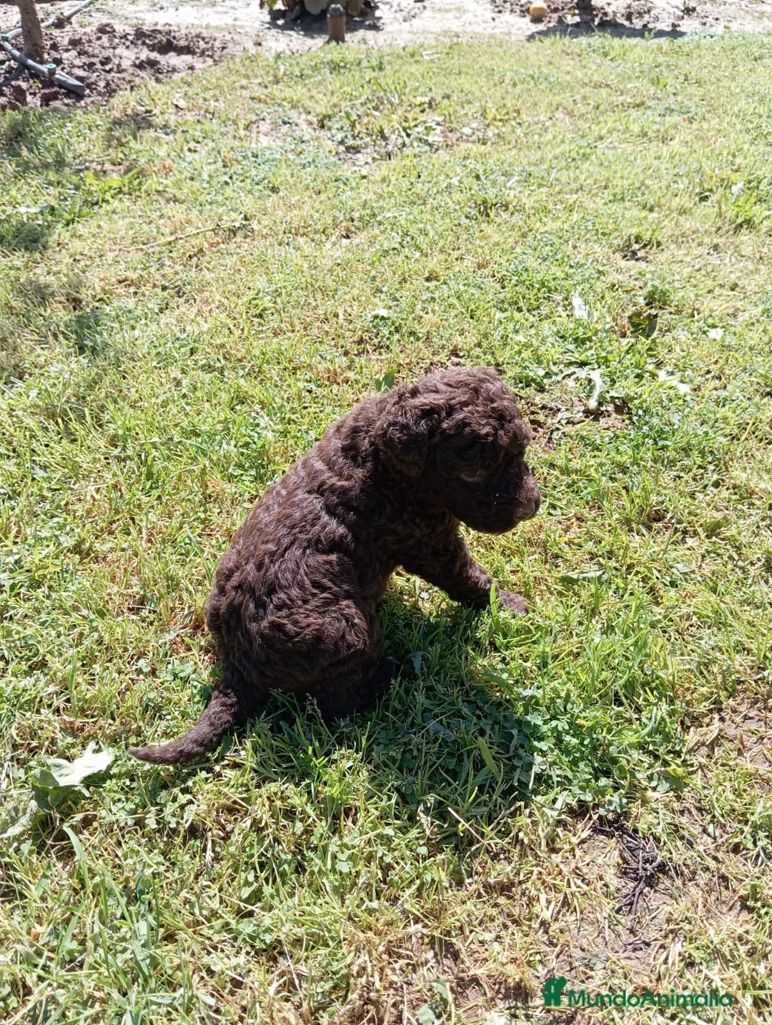 Perro de Agua Español perros en venta: Perro de agua Español  - Anuncio 2