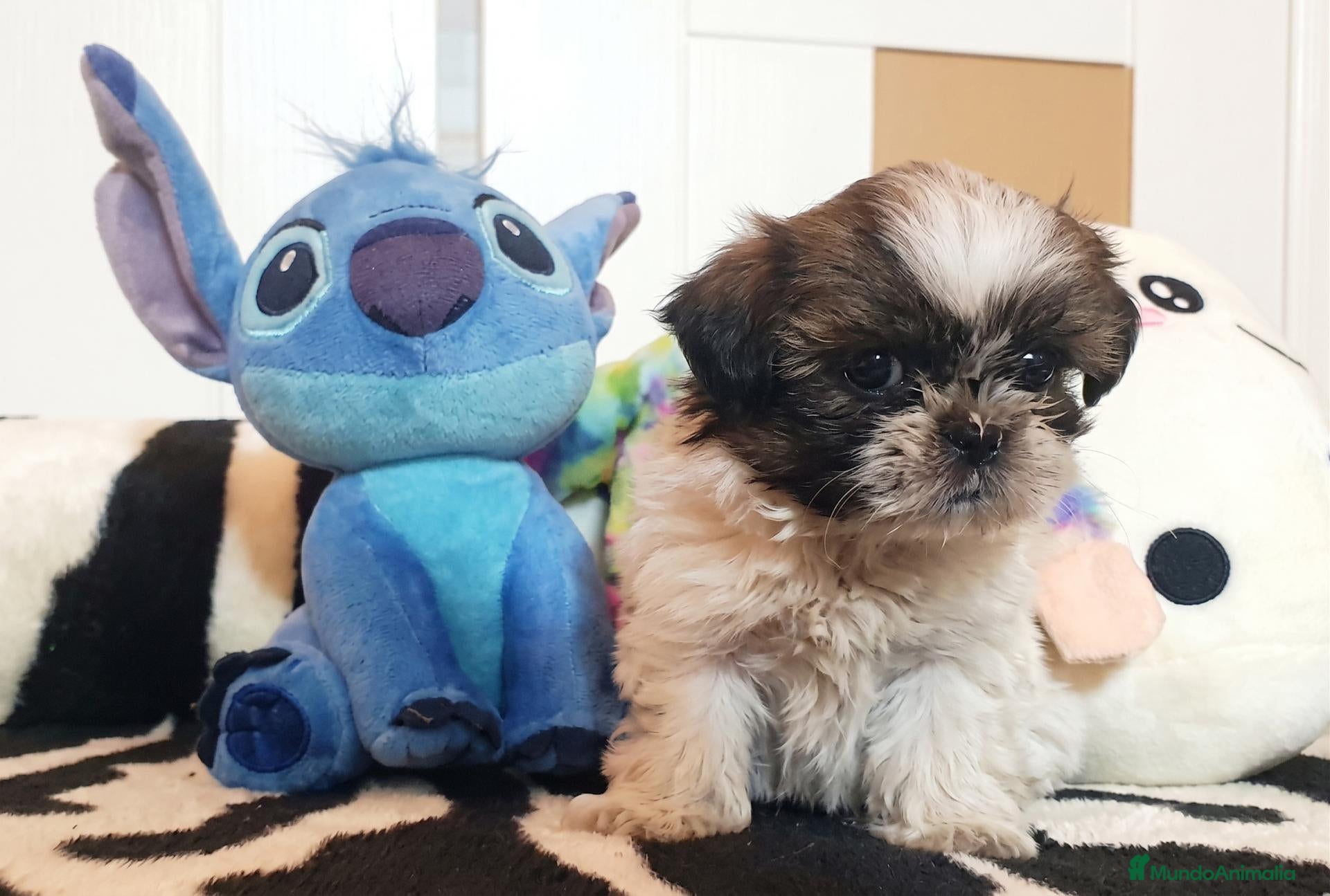 Shih Tzu perros Cachorros Shih Tzu - Anuncio 1