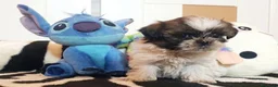 Shih Tzu perros en venta: Cachorros Shih Tzu - Anuncio 1