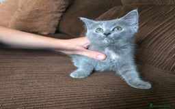 Británico de Pelo Corto gatos en venta: Gatcot.com - Imagen 3