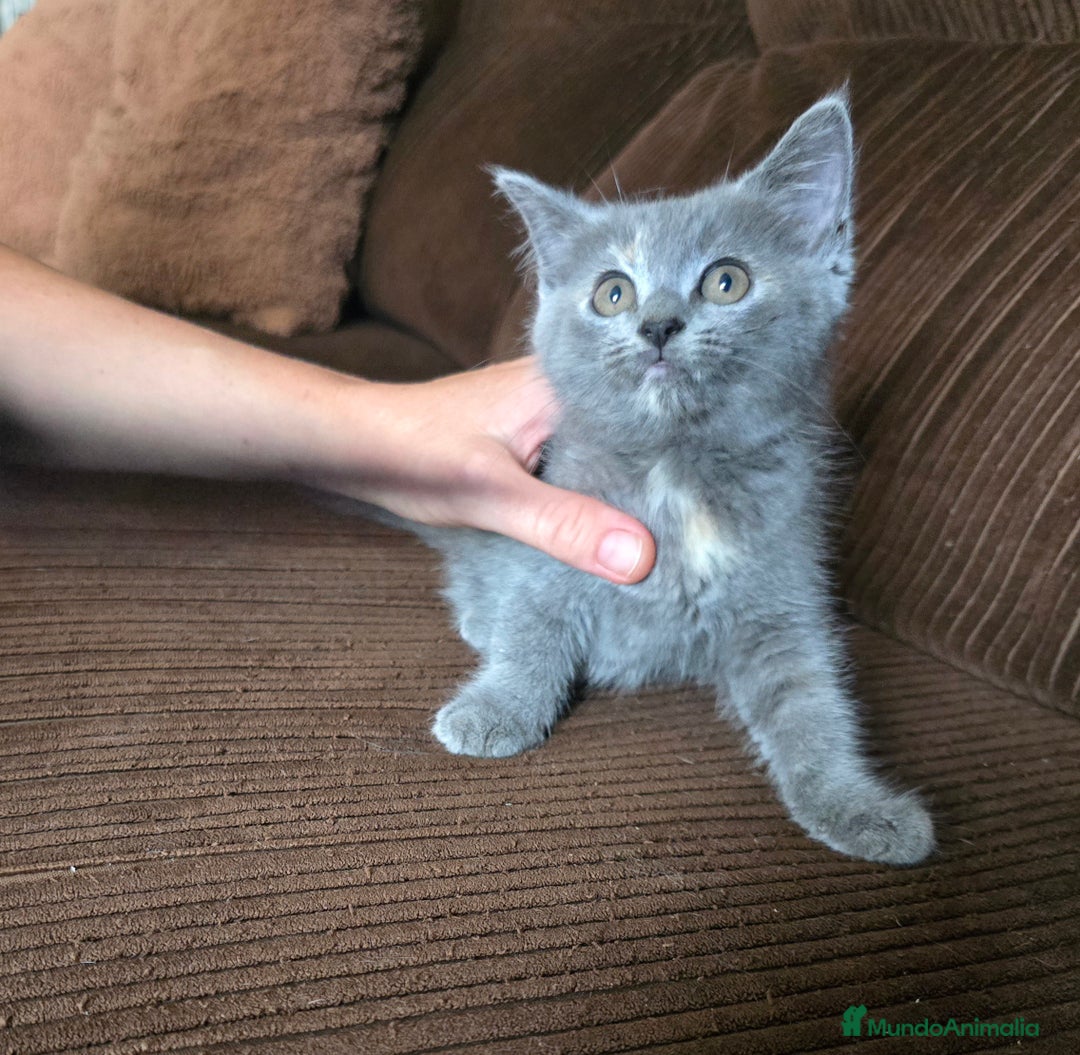 Británico de Pelo Corto gatos en venta: Gatcot.com - Imagen 3