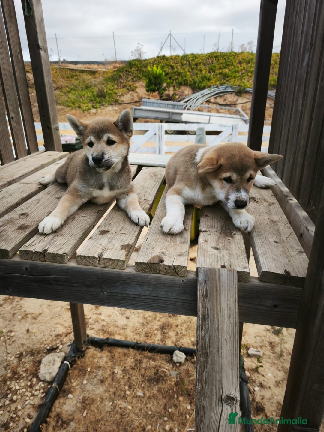 Shiba Inu perros en venta: Shiba iun - Anuncio 4