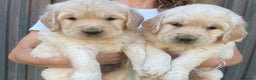 Golden Retriever perros en venta: cachorros de Golden Retriever machos y hembras  - Anuncio 1
