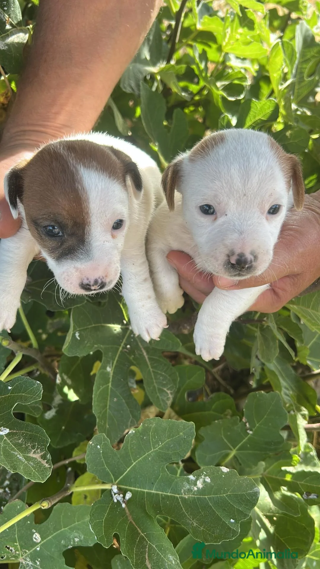 Jack Russell Terrier perros en venta: Jack Russell - Anuncio 1