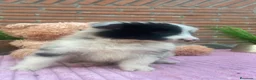 Border Collie perros en venta: Border collie merle. Machos  - Anuncio 5