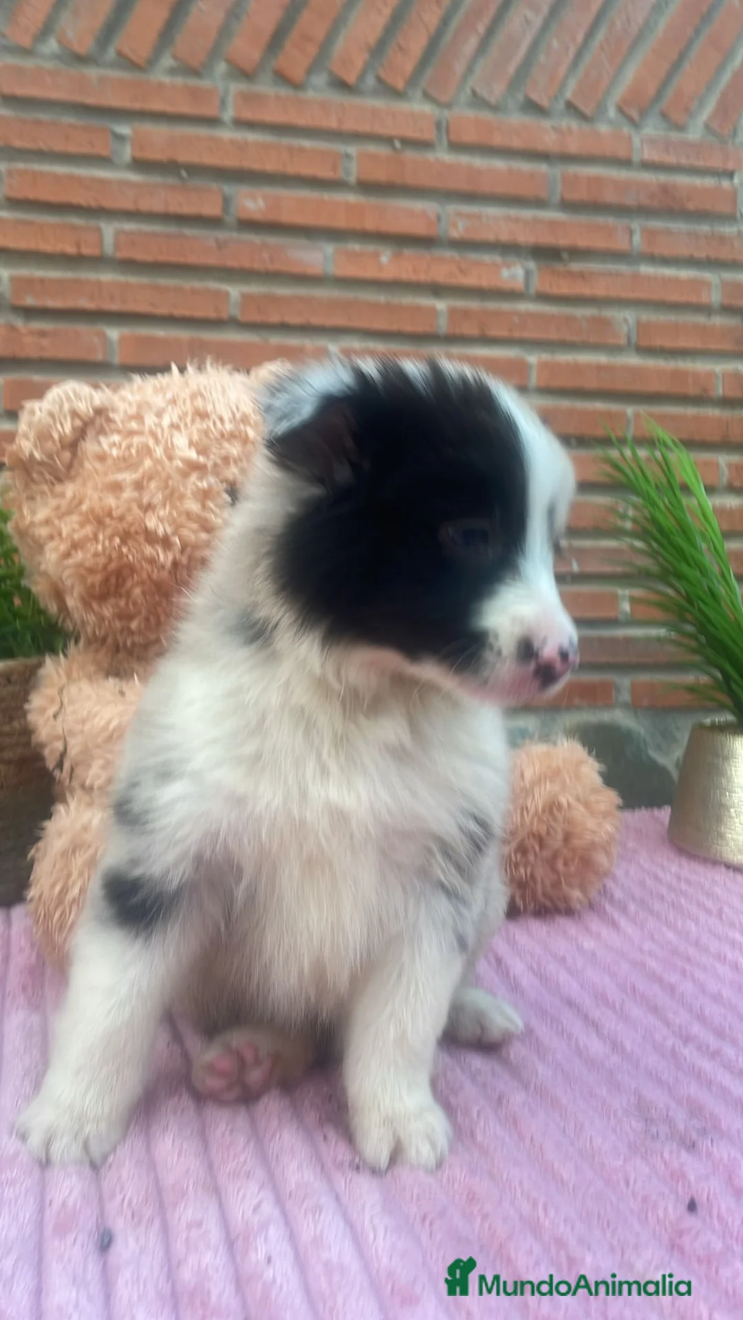 Border Collie perros en venta: Border collie merle. Machos  - Anuncio 5