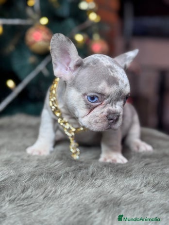 Bulldog Francés perros - Anuncio 9