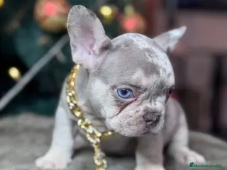 Bulldog Francés perros Bulldog francés puppy - Anuncio 11
