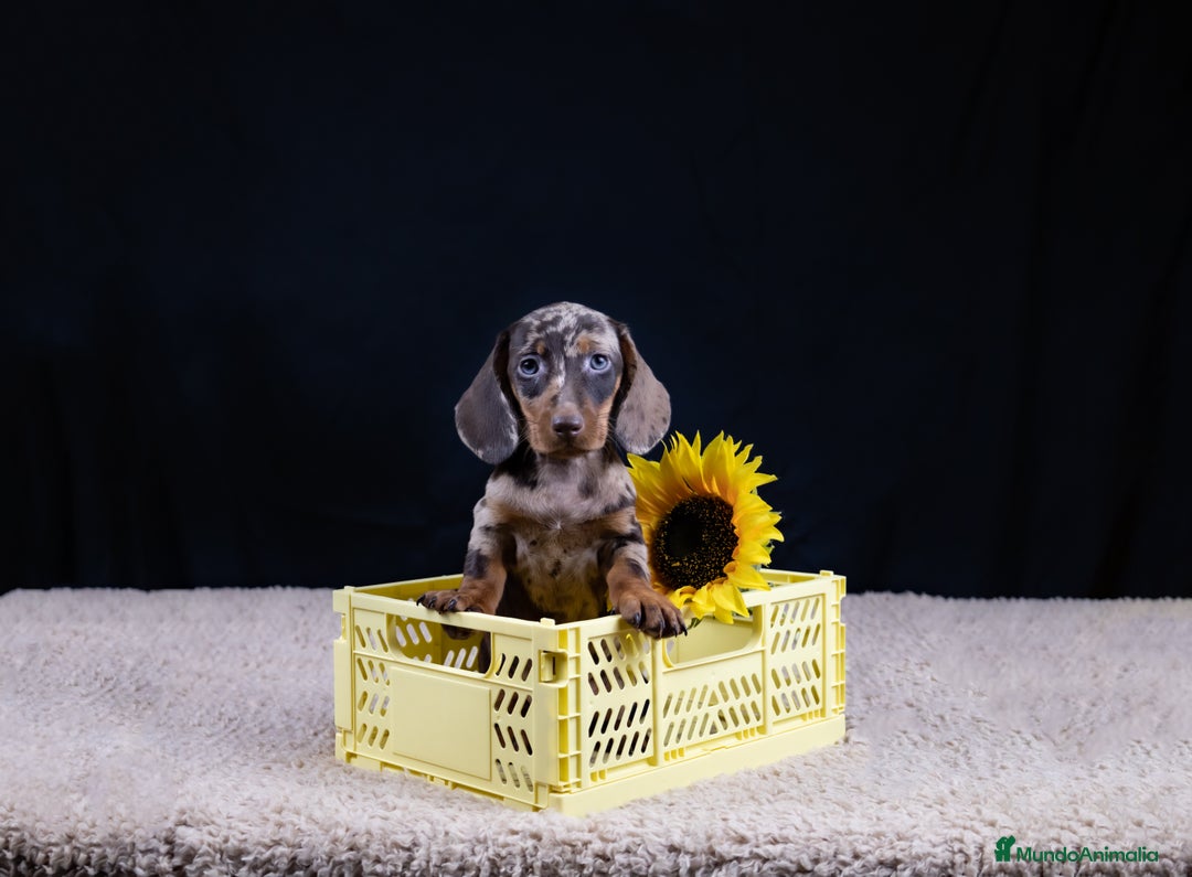 Teckel Miniatura perros en venta: VENTA DE TECKEL ARLEQUIN - Imagen 5