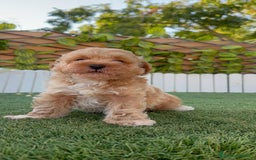 Caniche Toy perros en venta: CANICHE TOY MACHO - Imagen 9