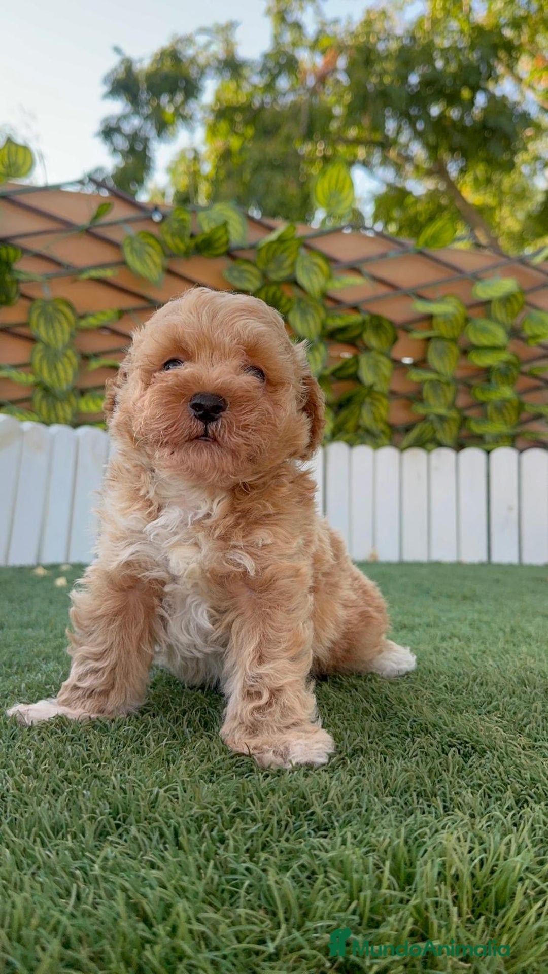 Caniche Toy perros en venta: CANICHE TOY MACHO - Imagen 9
