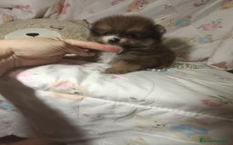 Pomerania perros en venta: Pomerania ositos ✨⭐ - Imagen 4