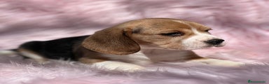 Beagle Cachorro 4