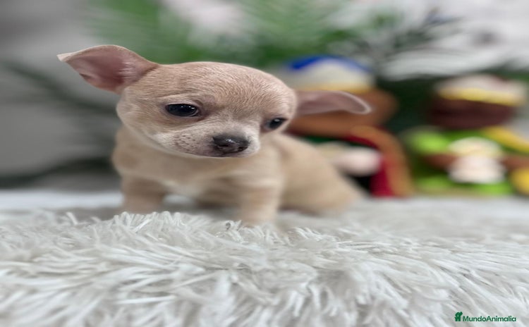 Chihuahua perros CHIHUAHUA HEMBRA - Anuncio 1