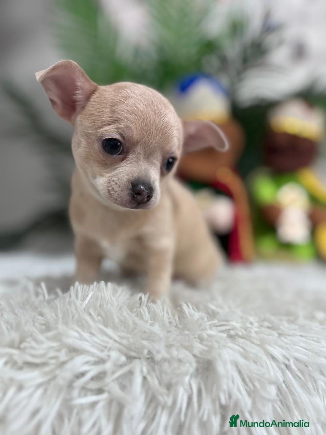Chihuahua perros en venta: CHIHUAHUA HEMBRA - Anuncio 1