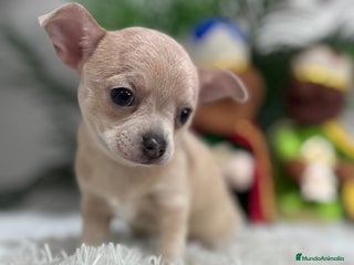 Chihuahua perros CHIHUAHUA HEMBRA - Anuncio 1