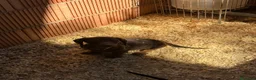 Teckel Miniatura perros en venta: Teckel mini  - Anuncio 4