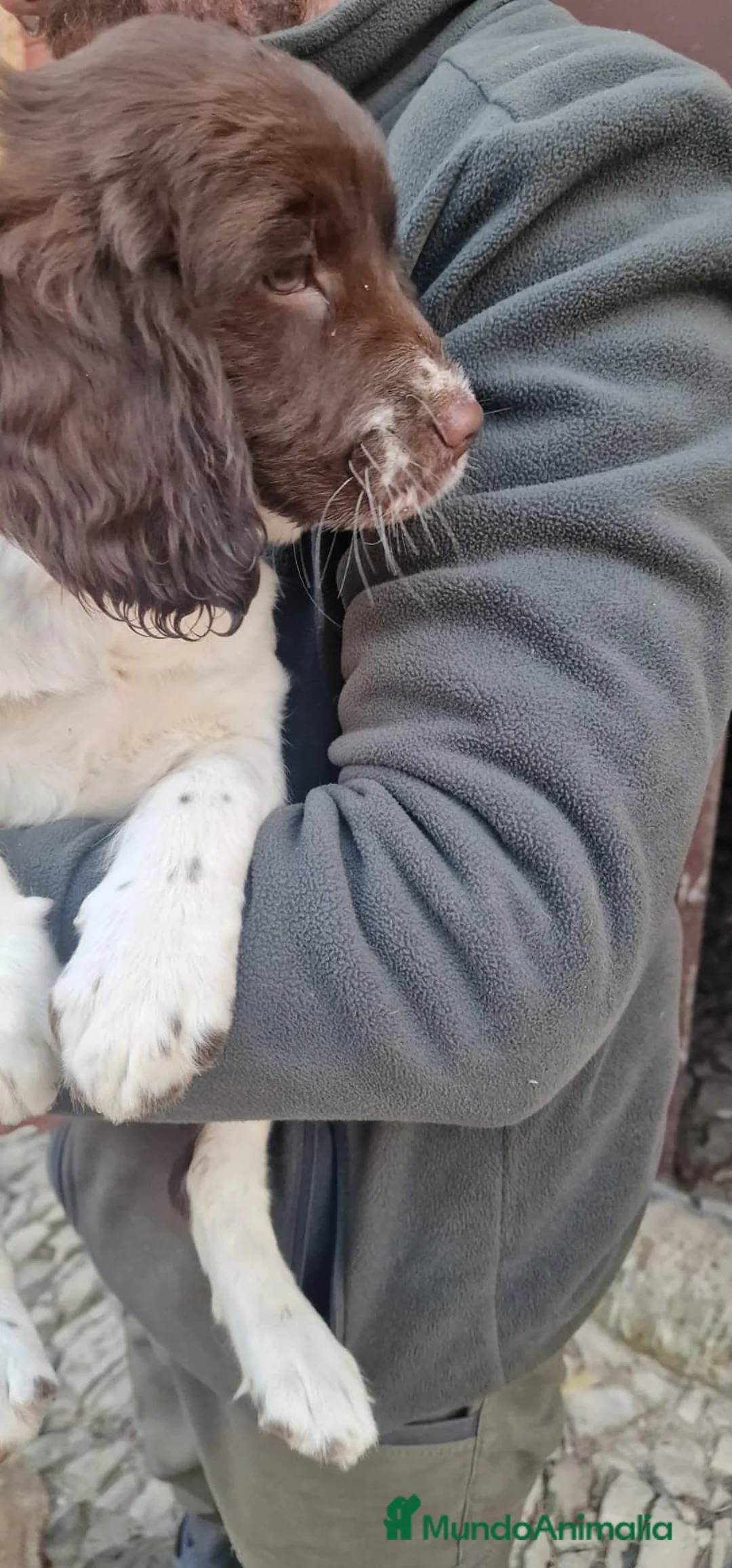 English Springer Spaniel perros en venta: Springer  - Anuncio 2