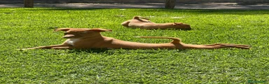 Podenco Andaluz 3