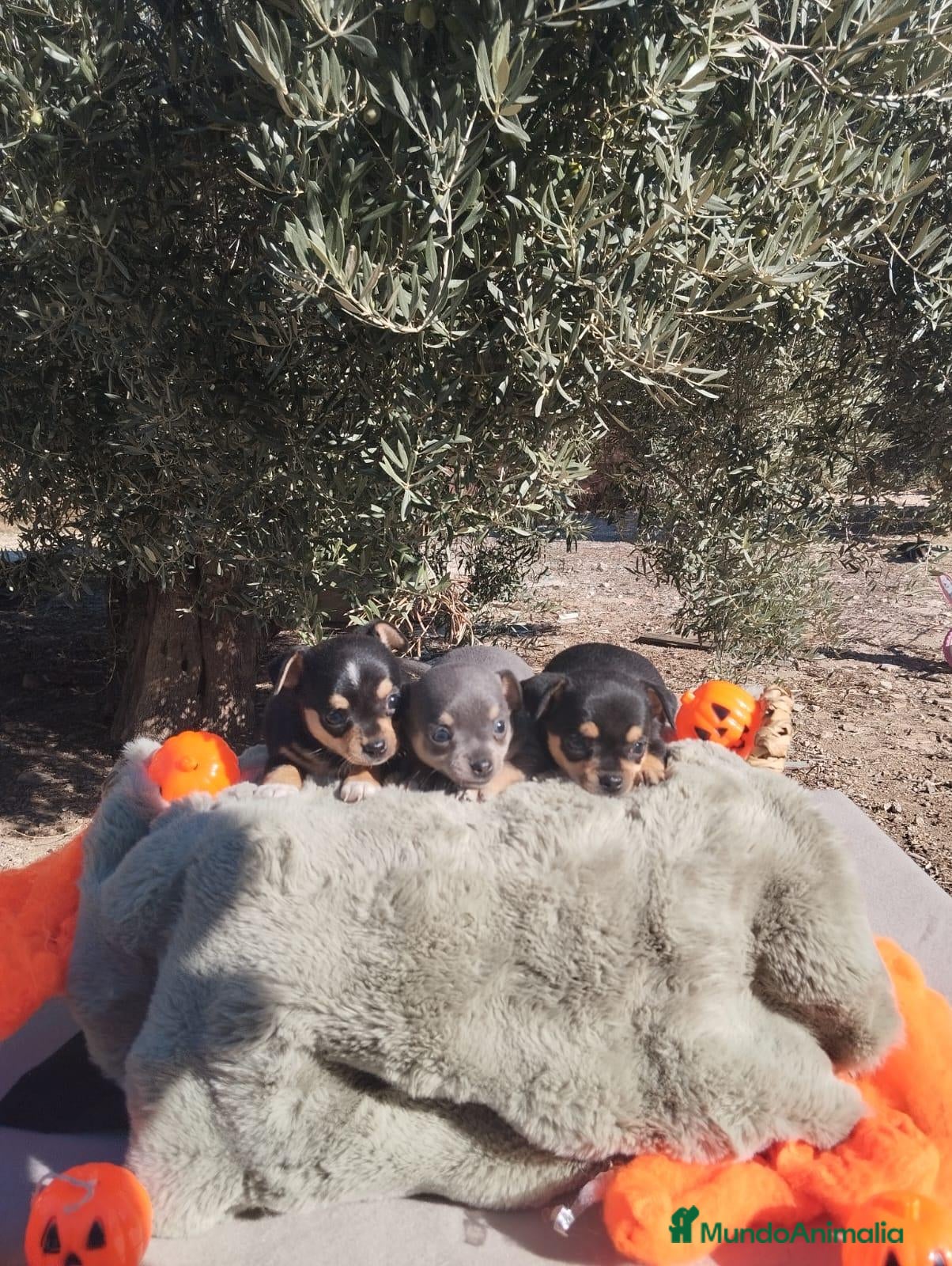 Chihuahua perros Gran camada de CHIHUAHUA. - Anuncio 1