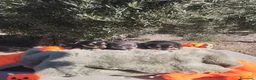 Chihuahua perros en venta: Gran camada de CHIHUAHUA. - Anuncio 3