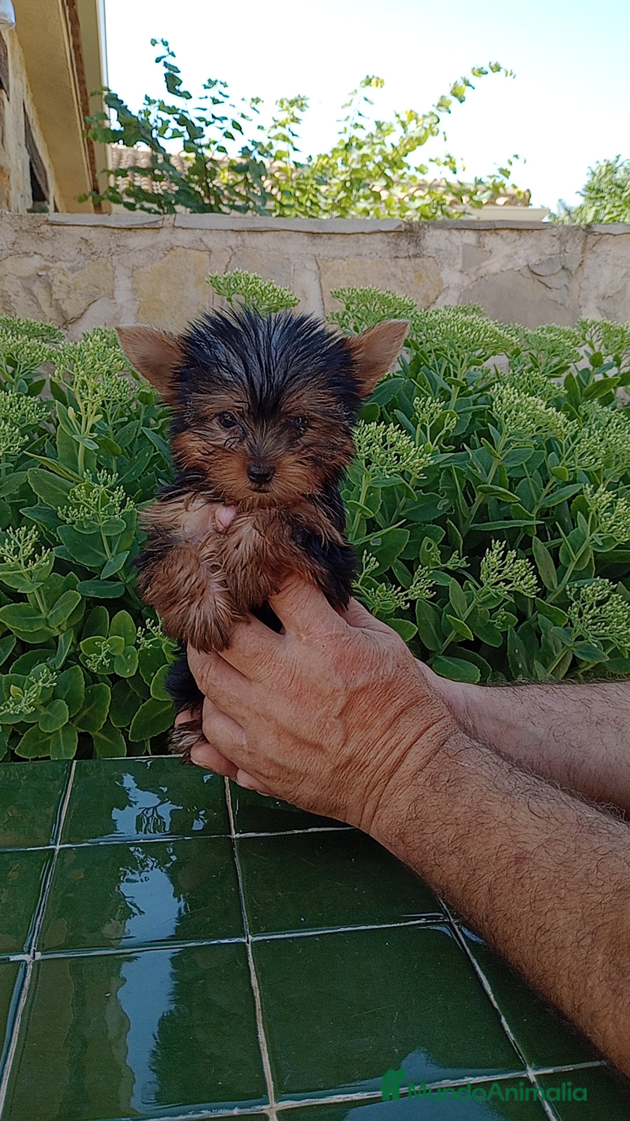 Yorkshire Terrier perros Yorkshire  - Anuncio 1