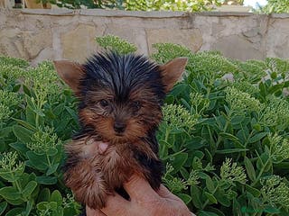 Yorkshire Terrier perros Yorkshire - Anuncio 4