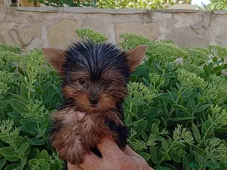 Yorkshire Terrier perros Yorkshire - Anuncio 5