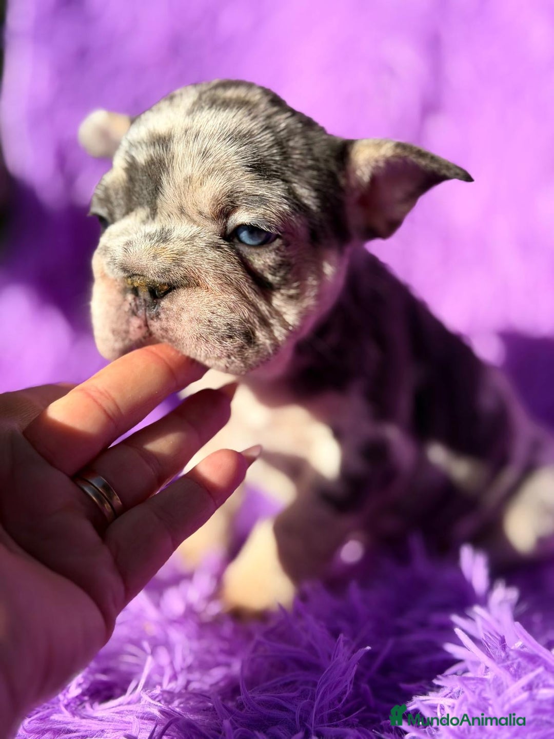 Bulldog Francés perros en venta: BULLDOG EXÓTICA BIG ROPE - Anuncio 1