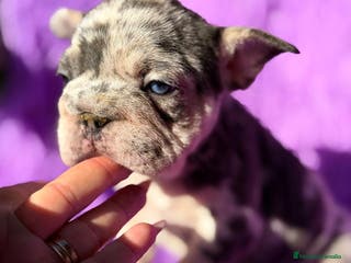 Bulldog Francés perros BULLDOG EXÓTICA BIG ROPE - Anuncio 4