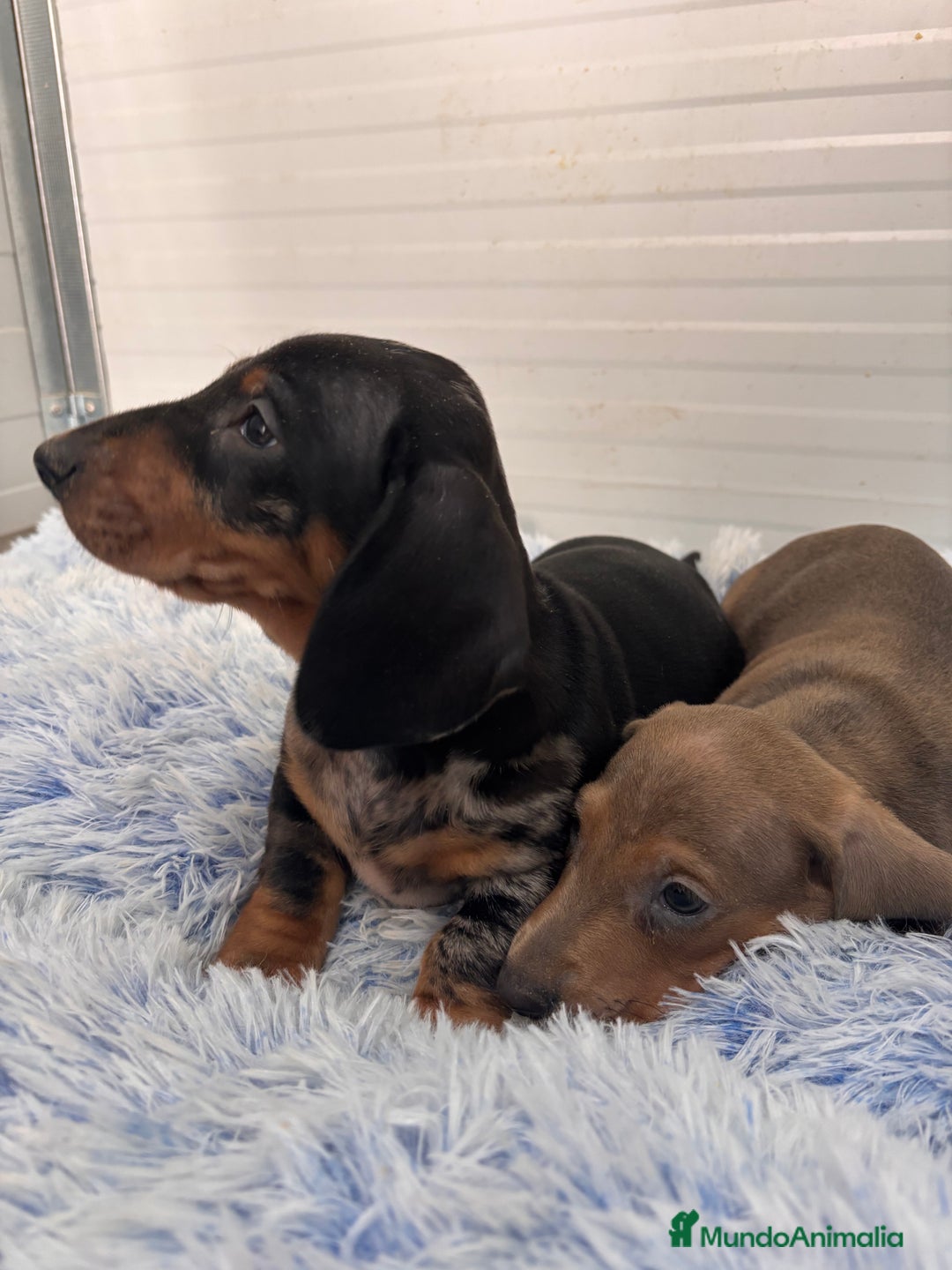 Teckel perros en venta: TECKEL STANDARD - Anuncio 17